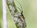 Agapanthia villosoviridescens